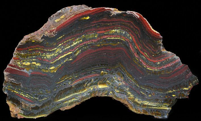 Polished Tiger Iron Stromatolite - ( Billion Years) #41076